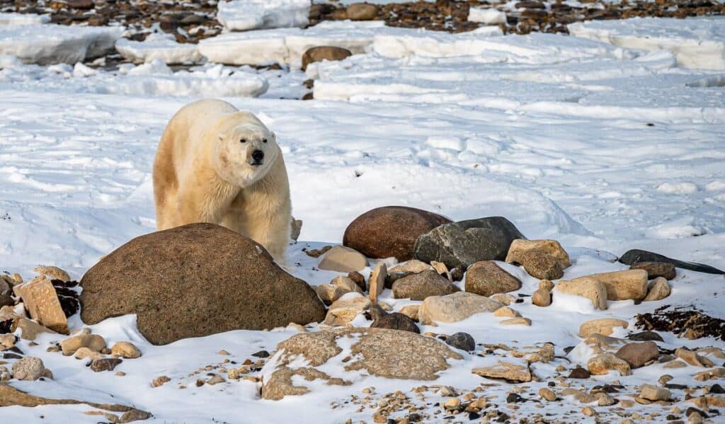 Polar bears generally weigh 600-1,200 pounds but big males can weigh over 1,700 pounds