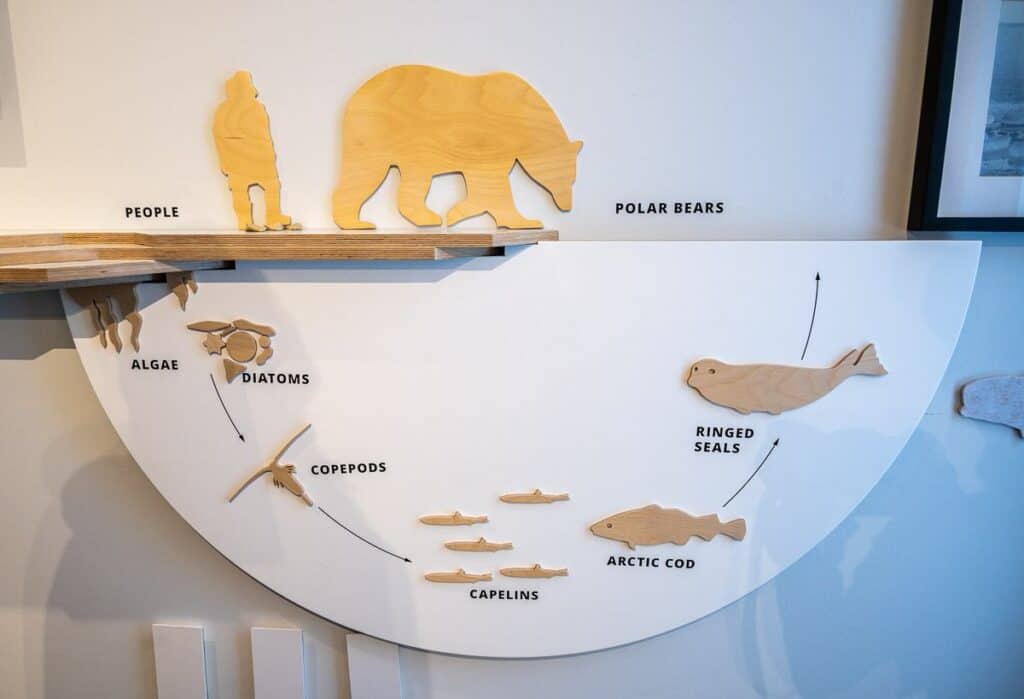 Diagram showing the interconnectedness of life on the sea ice