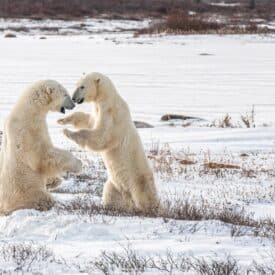 Viewing polar bears playfighting in Churchill Manitoba with Frontiers North Adventures