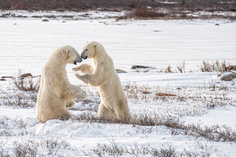 Viewing polar bears playfighting in Churchill Manitoba with Frontiers North Adventures