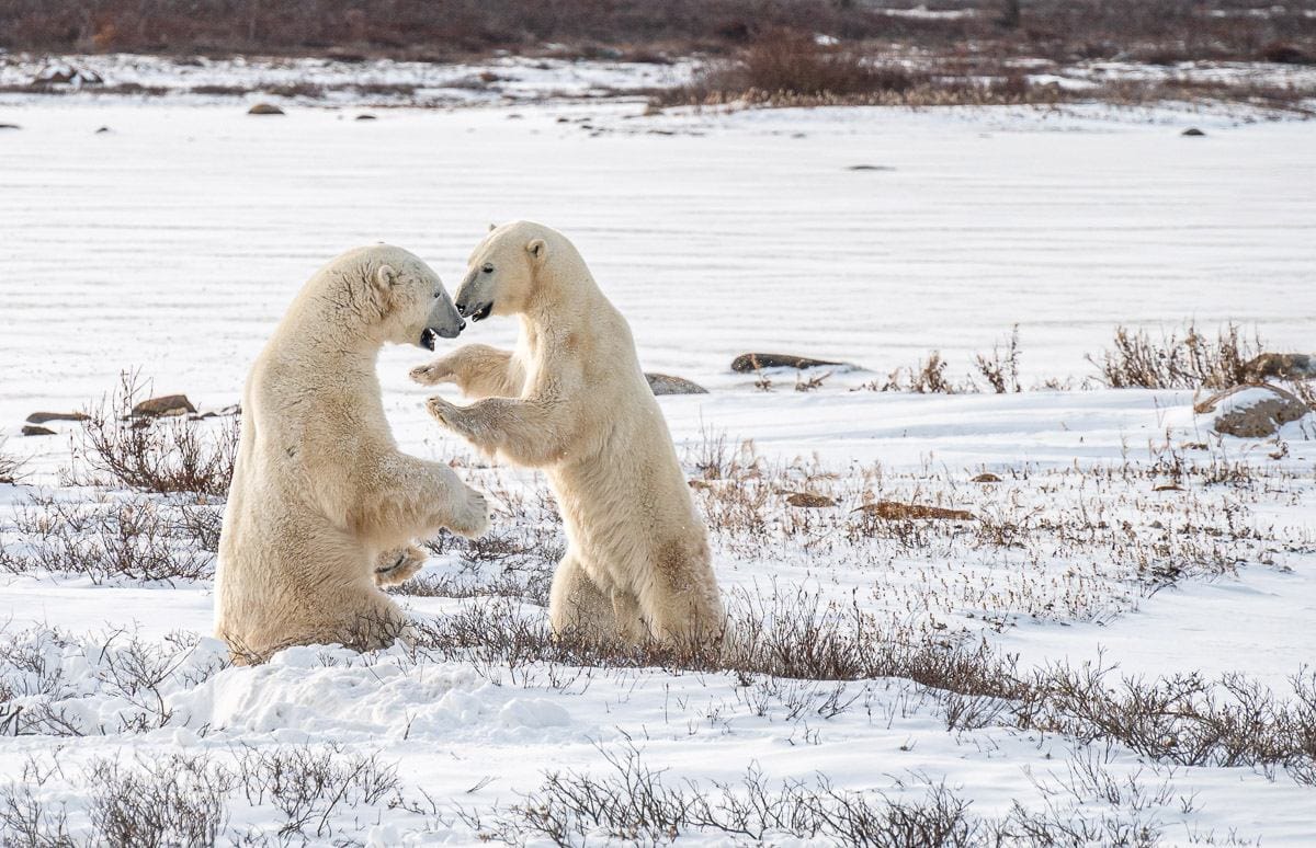 Viewing polar bears playfighting in Churchill Manitoba with Frontiers North Adventures