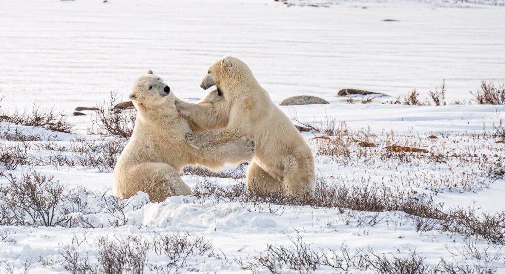 Polar bears just playing partially to keep their skills up