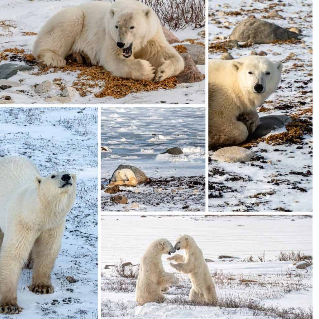 We saw 25 polar bears on our first day out on the tundra