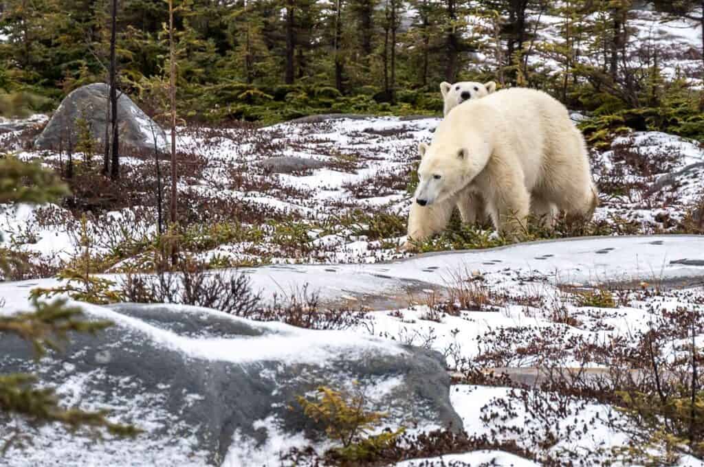 Mama polar bear and her cub seen on the way to the tundra buggies