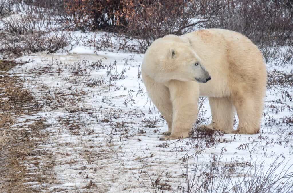 I hope the future of polar bears is brighter than it seems right now with climate change