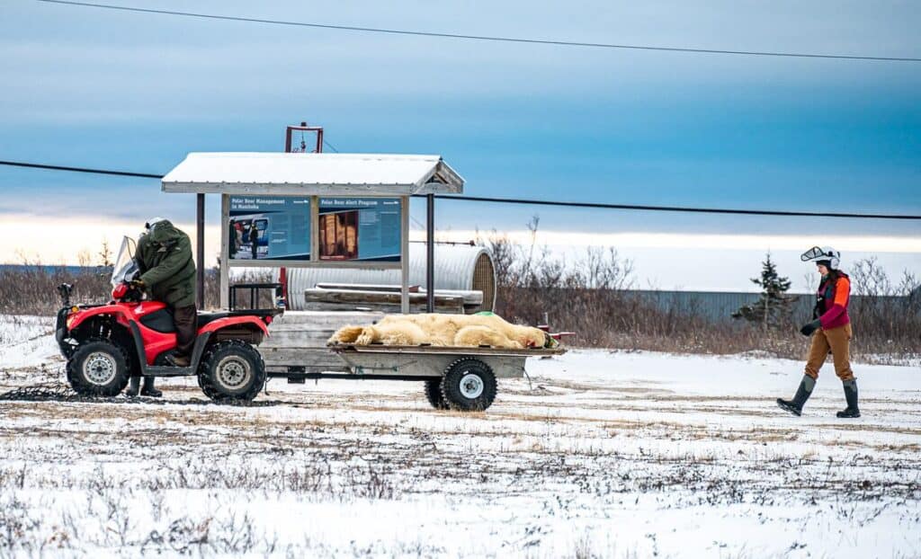 Our first sighting of a polar bear was this one - being moved by helicopter from the Polar Bear Jail (also known as the Polar Bear Holding Facility) to a place without humans