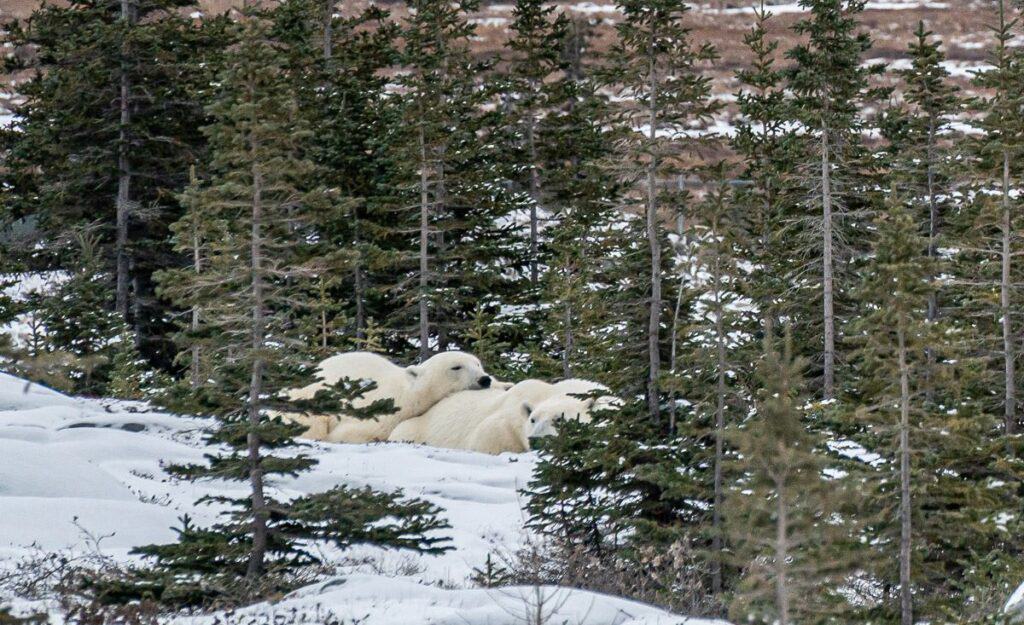 Female polar bears protect their cubs as the males will commonly eat them