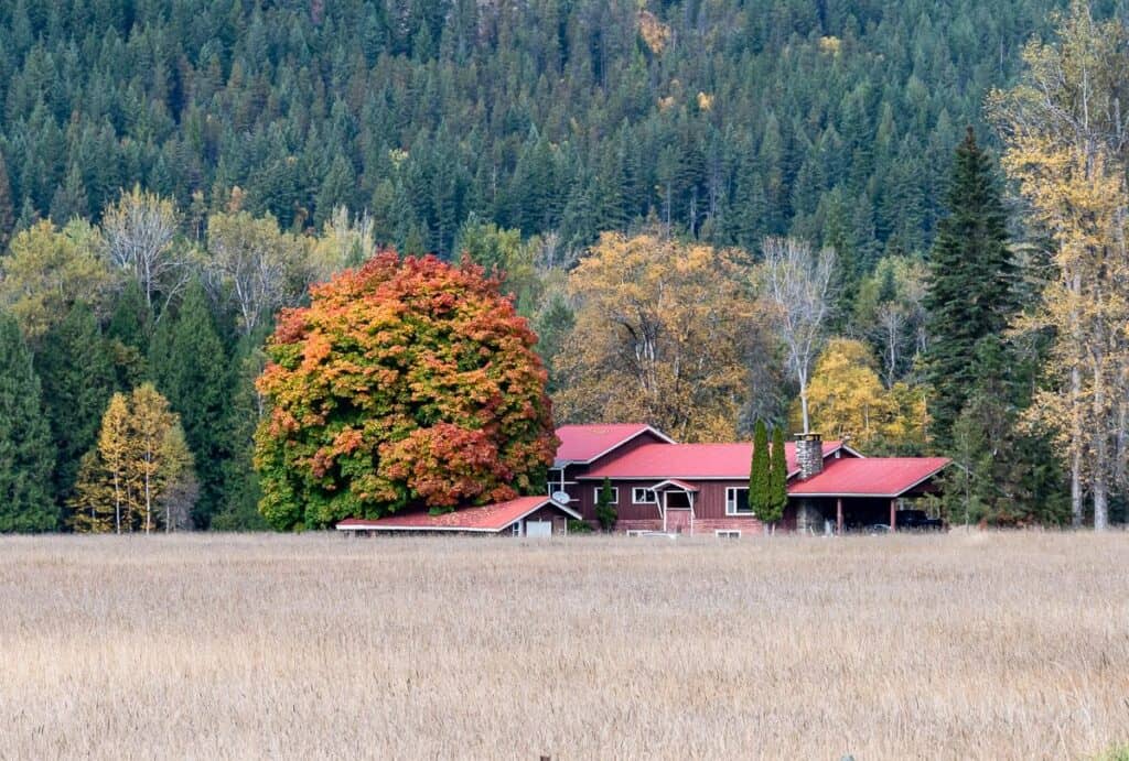 Quite the tree on this farm just off the rail trail