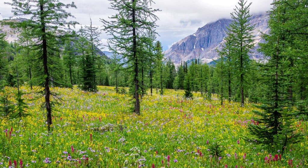 Larches and wildflowers near Healy Pass