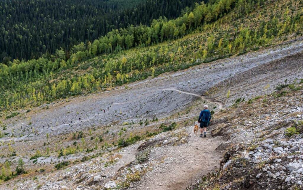 Follow this trail as it heads down and back into the forest