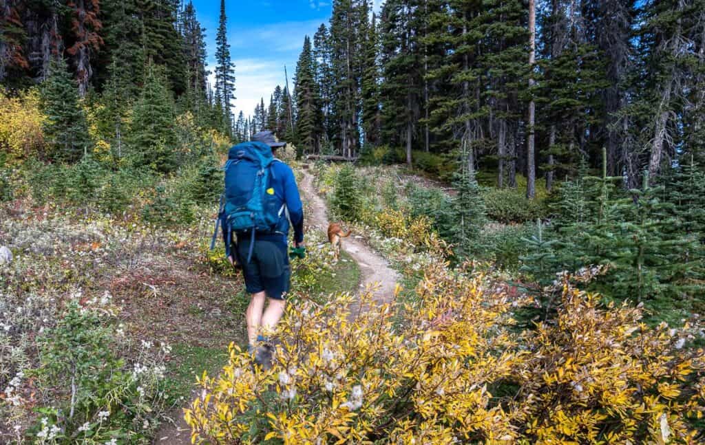 Very pleasant hiking on a good trail at the start of the Tent Ridge hike