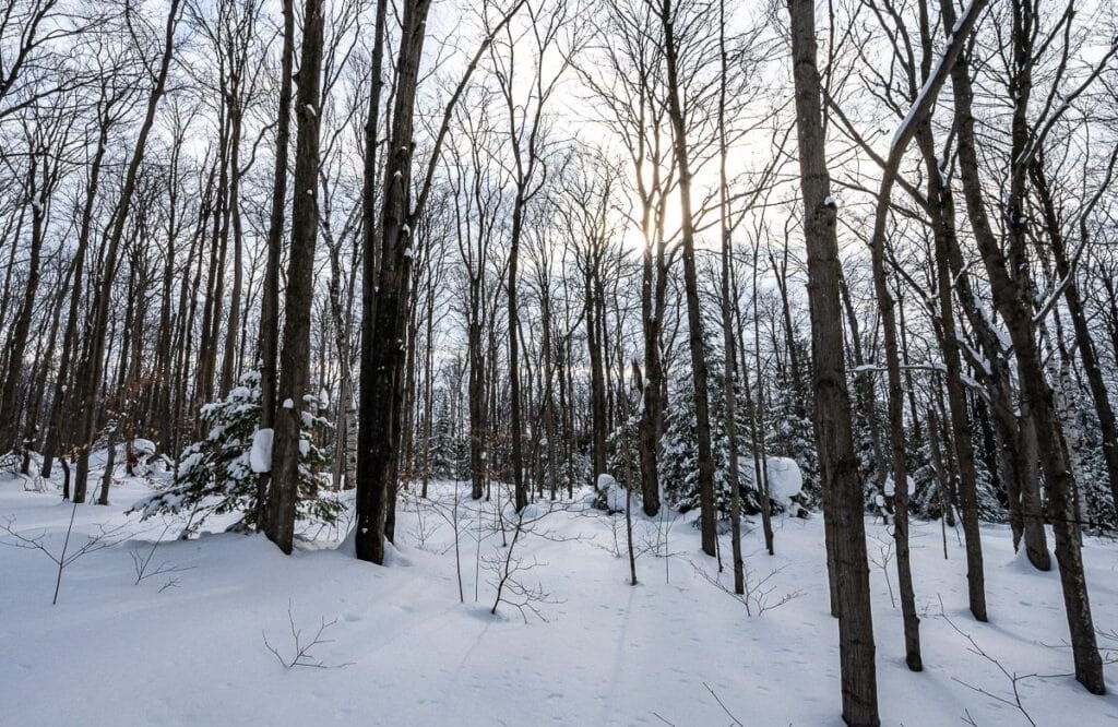 Exceptionally beautiful forest in Nottawasaga Bluffs Area - one of the most beautiful of the Ontario winter hikes we did