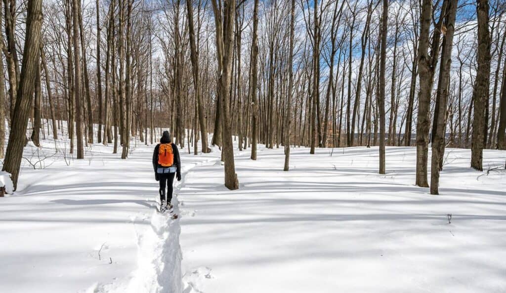 Beautiful open woods in Rattlesnake Point Conservation Area - one of the popular places for Ontario winter hikes