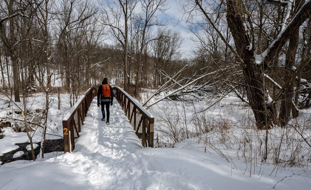 Lots of hardwood trees in the forest in Short Hills Provincial Park - one of the best places for winter hikes in Ontario