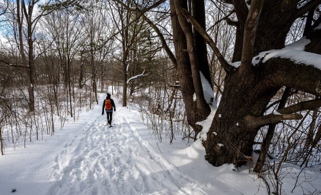 Look at the size of this tree in Short Hills Provincial Park -a top place for winter hikes in Ontario