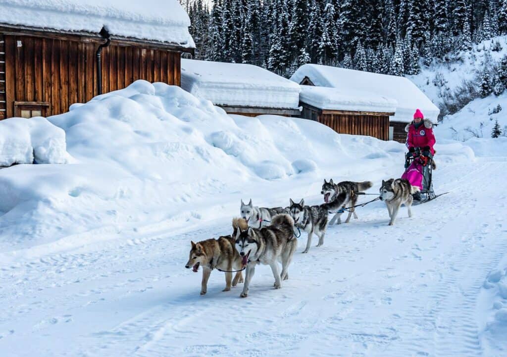 One of the first sleds to come around to the finish line as part of the 33rd annual Gold Rush Trail sled dog mail run