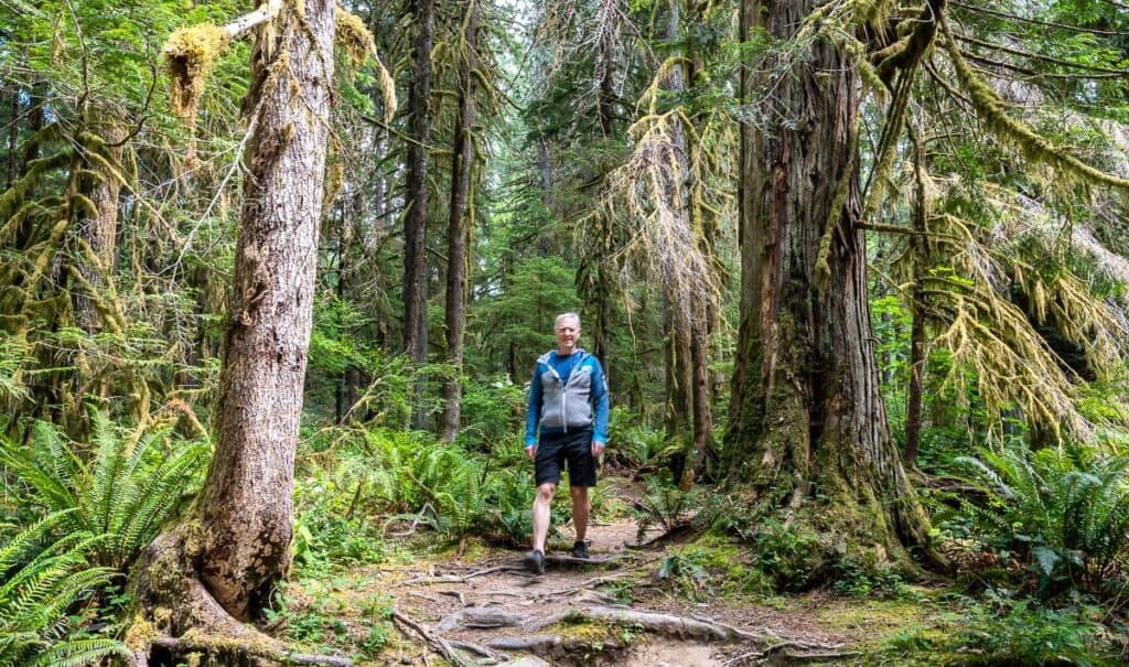 There are some good sized trees on trails by the Hole in the Wall