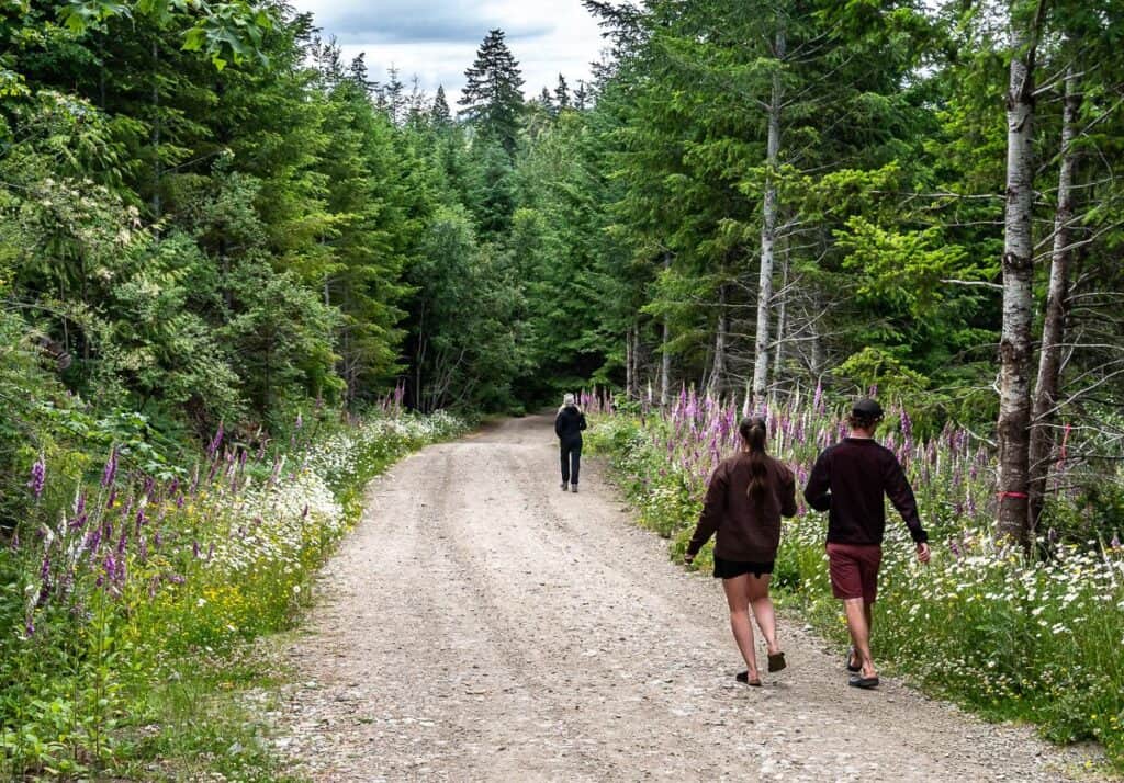 Head down a wildflower-lined road when you emerge from the woods