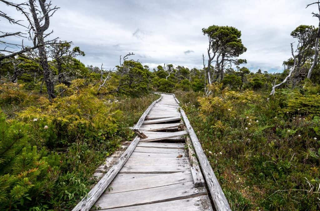 10 BEST Tofino Hikes | Hike Bike Travel The Bog Trail near Tofino is no place for a stroller or wheelchair