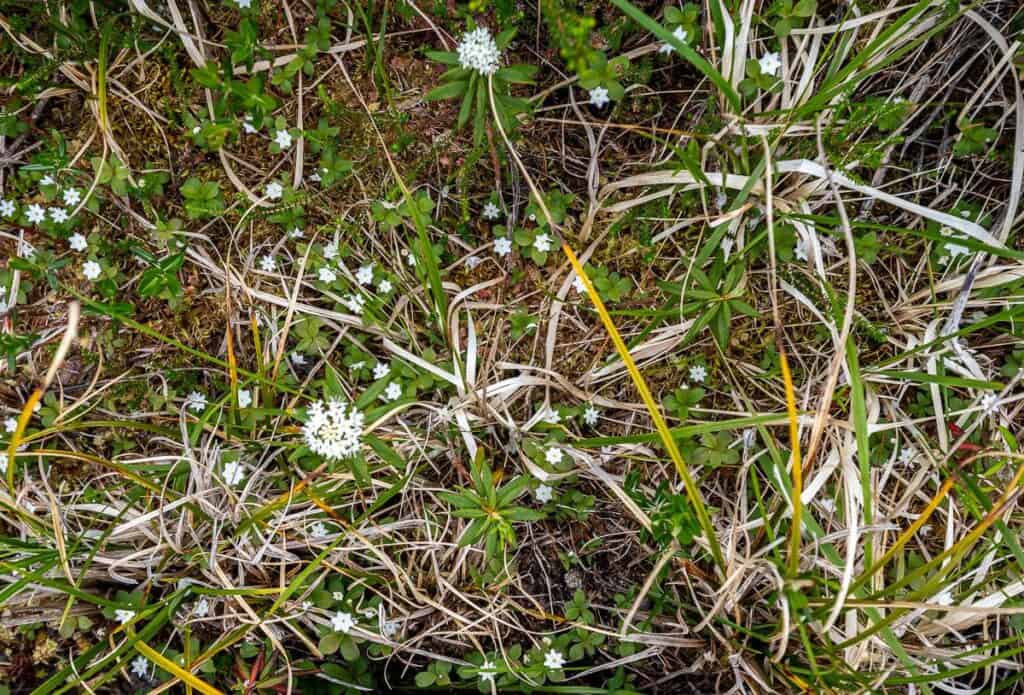 10 BEST Tofino Hikes | Hike Bike Travel Bog loving flowers must be able to survive an acidic environment