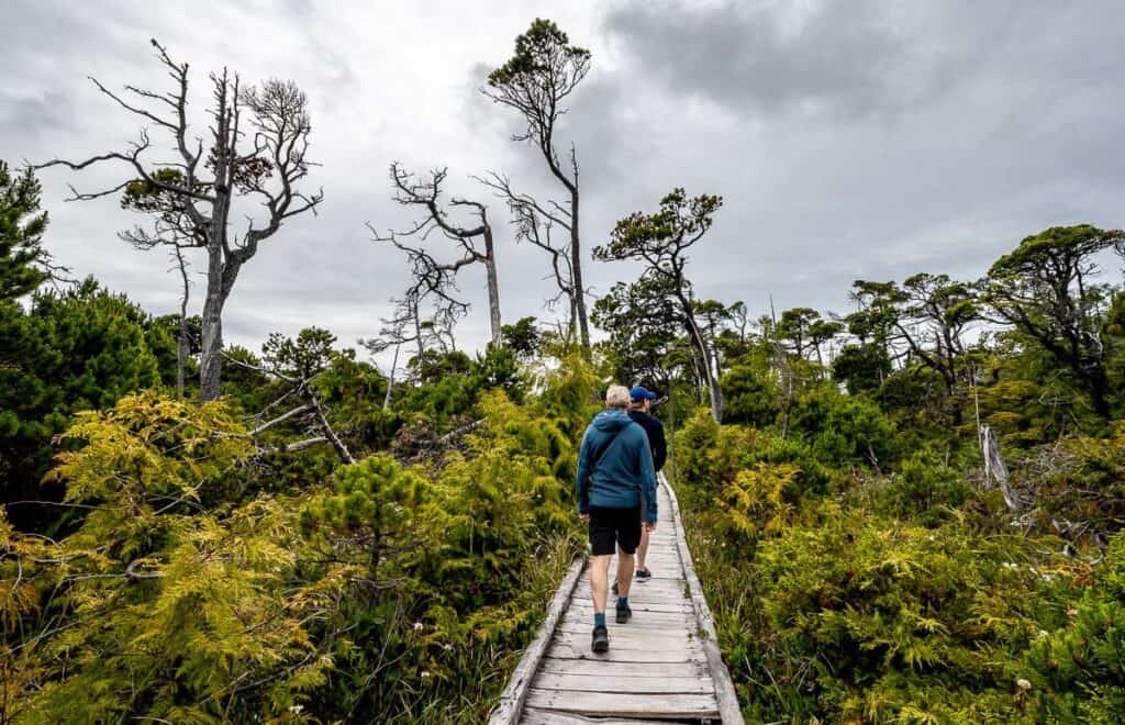10 BEST Tofino Hikes | Hike Bike Travel Interesting shape to the Shore Pines on the Bog hike near Tofino
