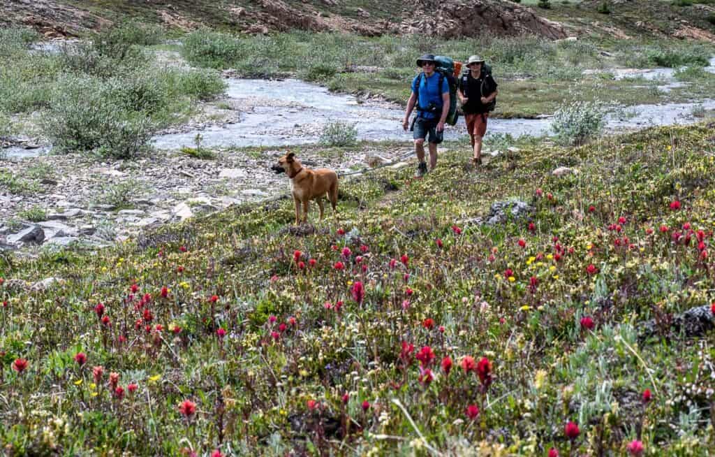 Enjoyed some pretty sections packed with wildflowers while backpacking to Cataract Pass