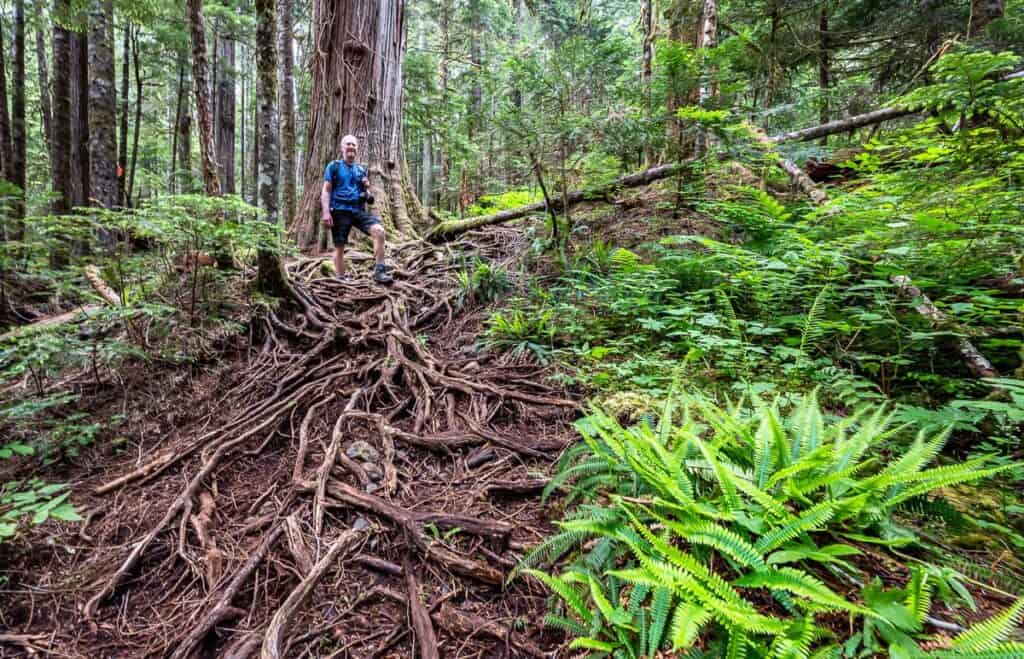 There are some rooty sections on the trail to Landslide Lake