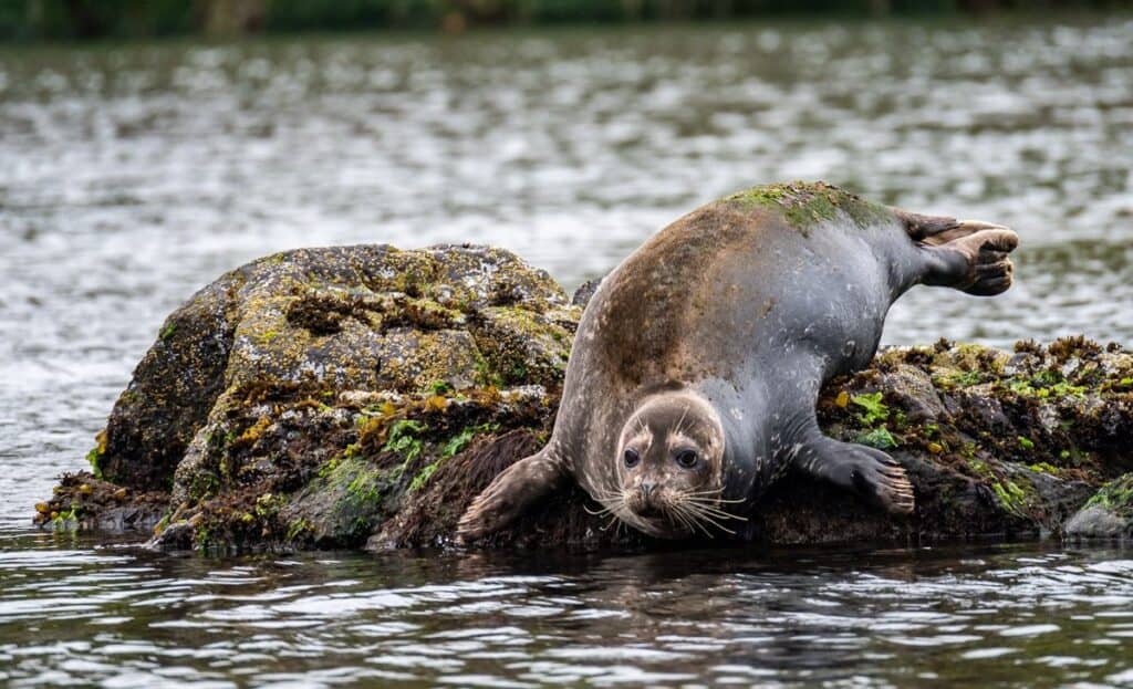 10 BEST Tofino Hikes | Hike Bike Travel Meares Island sealrs