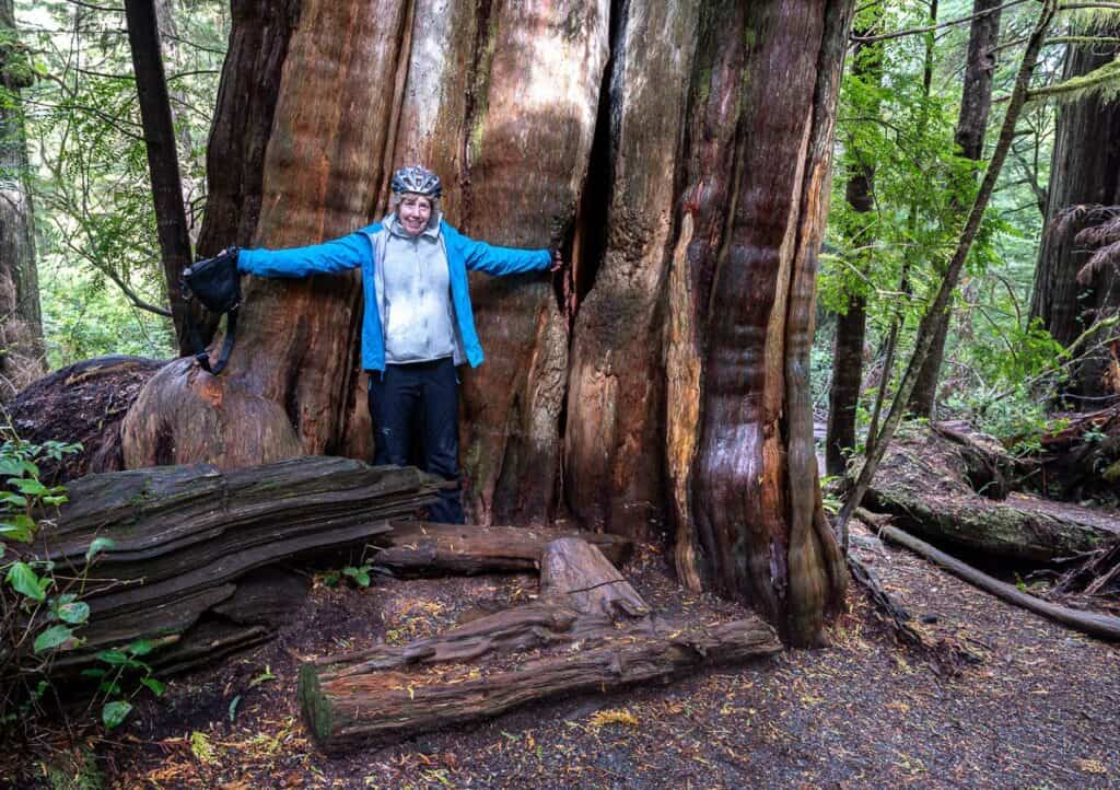 10 BEST Tofino Hikes | Hike Bike Travel One of the giant red cedars on the Ancient Cedars Loop hike