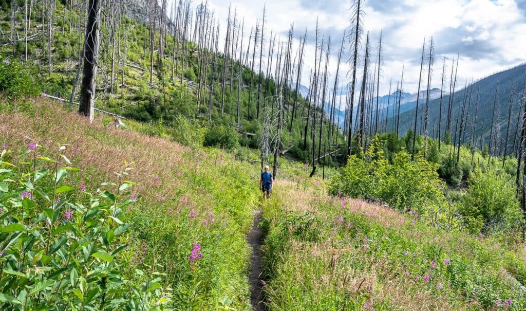 Burnt trees from the 2003 fire