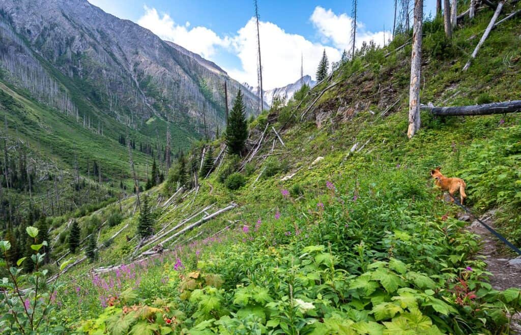 I love all the wildflowers you see through the burned terrain on the hike to Floe Lake