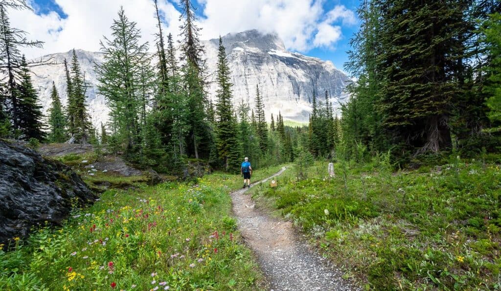When the trail flattens out and wildflowers appear in large quantities it means the hike to Floe Lake is almost over