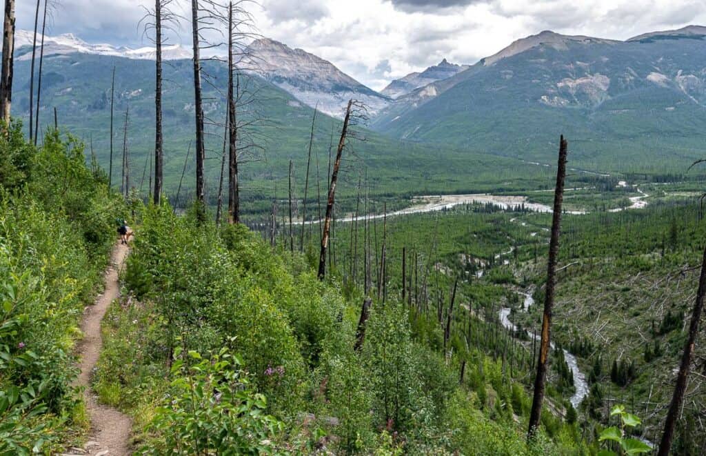 Looking over to Highway 93 in the direction of the trailhead on the hike down from Floe Lake