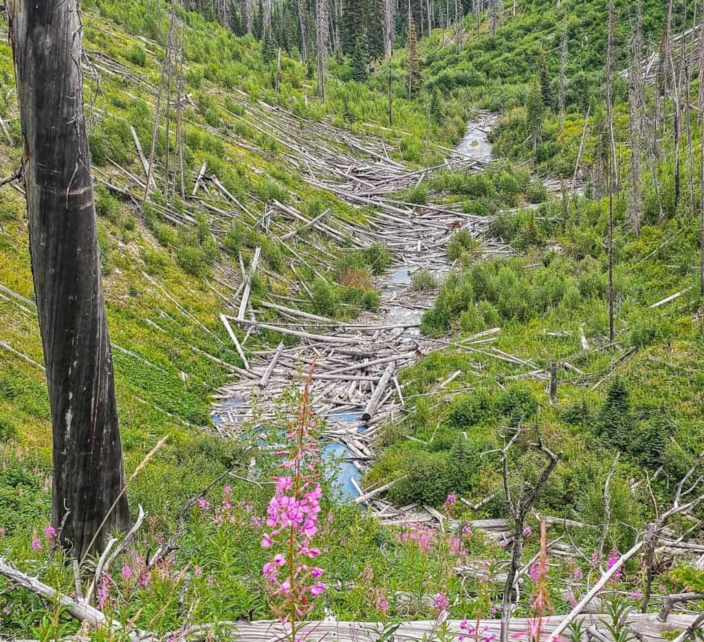 Log jam in Floe Creek - leftovers from the fire - and probably brought down by avalanches