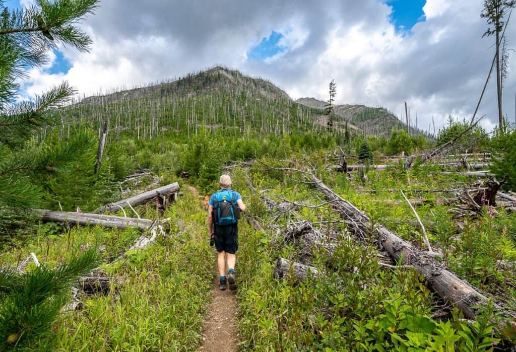 Hike through the remains of the August 2003 Verendrye Creek fire