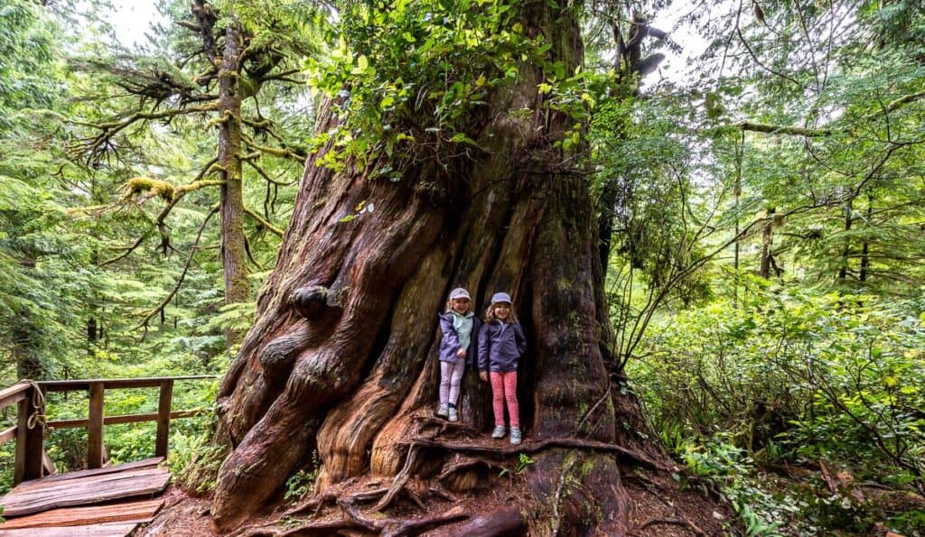 10 BEST Tofino Hikes | Hike Bike Travel My 4 and 5-year-old granddaughters compared to the size of one of the giant trees on Meares Island