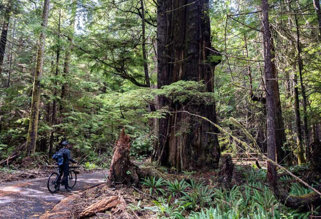 10 BEST Tofino Hikes | Hike Bike Travel A cyclist in awe of one of the big cedars along ʔapsčiik t̓ašii