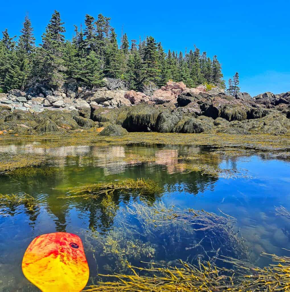 Weave through kelp beds close to the Bay of Fundy coastline