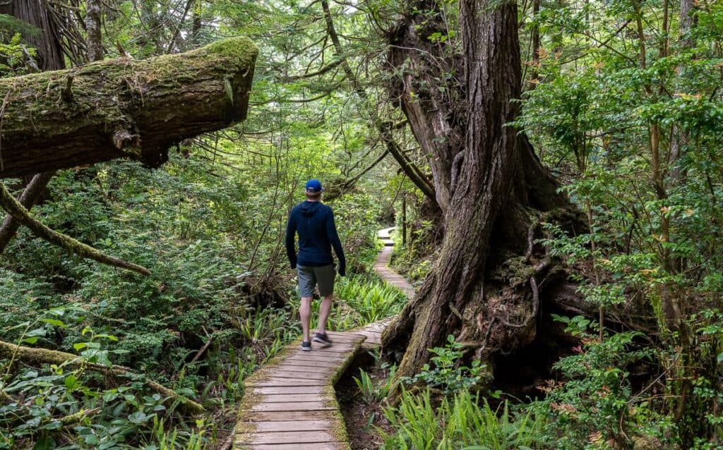 10 BEST Tofino Hikes | Hike Bike Travel Long stretches of boardwalk on the Nuu-chh-nulth trail
