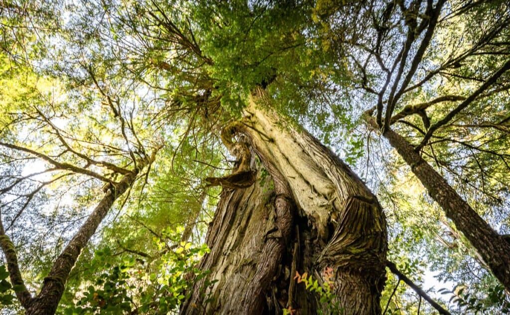 10 BEST Tofino Hikes | Hike Bike Travel You'll be wowed by the big trees on one of the easiest of the Tofino hikes