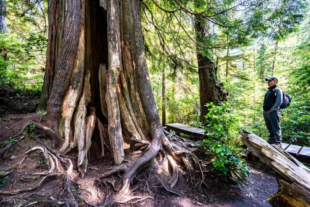10 BEST Tofino Hikes | Hike Bike Travel You can't help but stop and admire the big trees on any of the Tofino area hikes