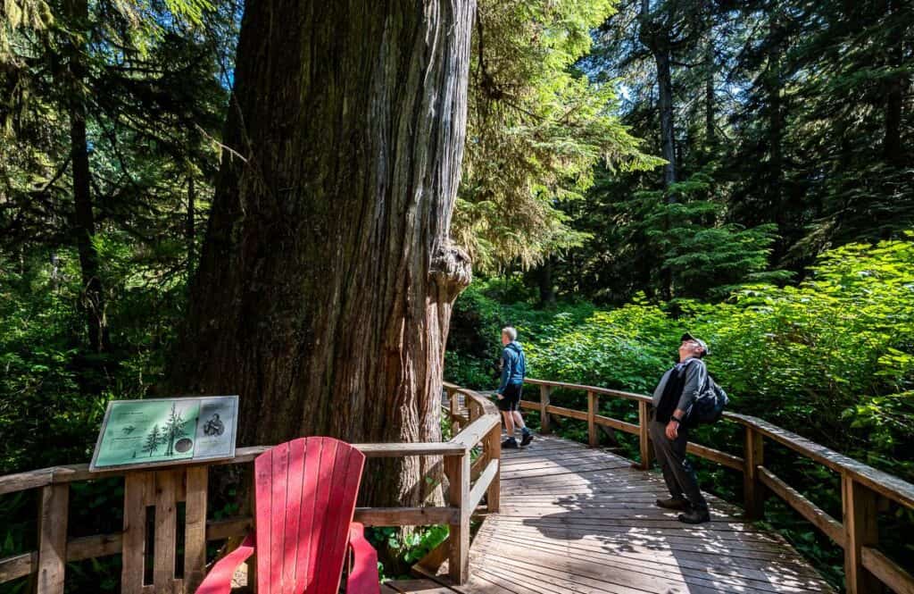 10 BEST Tofino Hikes | Hike Bike Travel Rainforest b1rs