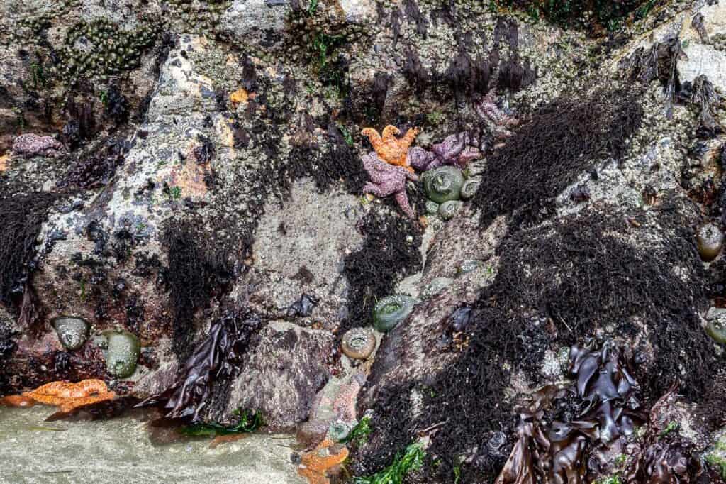 10 BEST Tofino Hikes | Hike Bike Travel One of the Tofino hikes where there are tide pools and rocks to marvel at