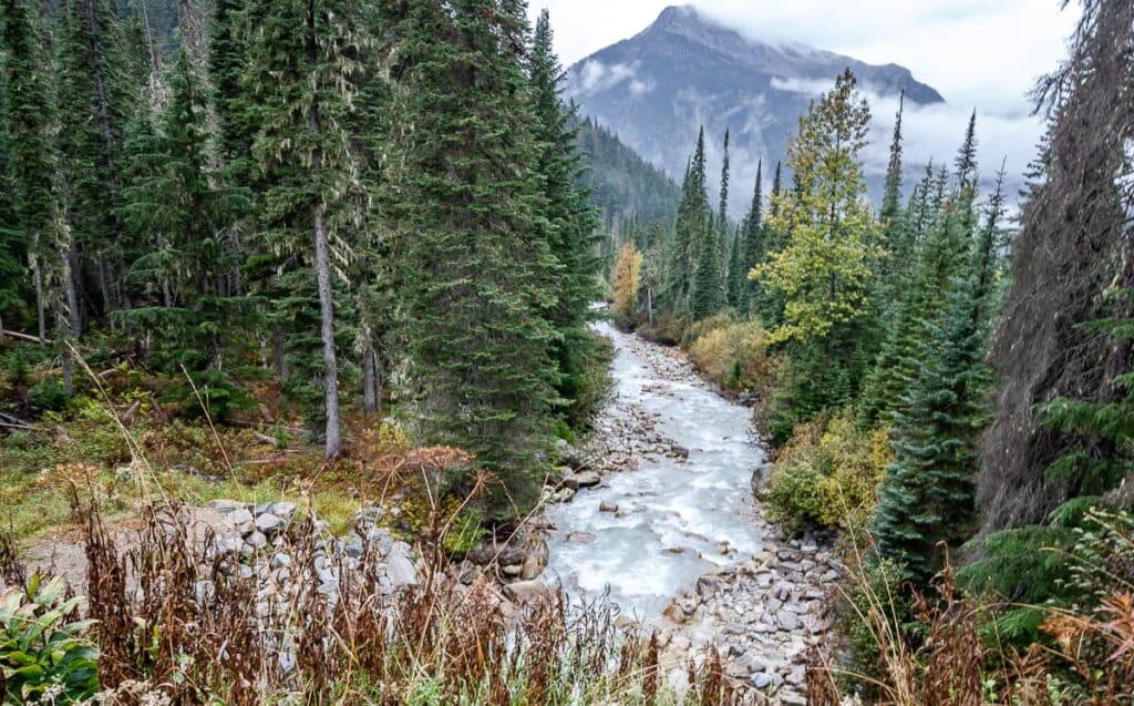 The Great Glacier Trail starts above illecillewaet campground