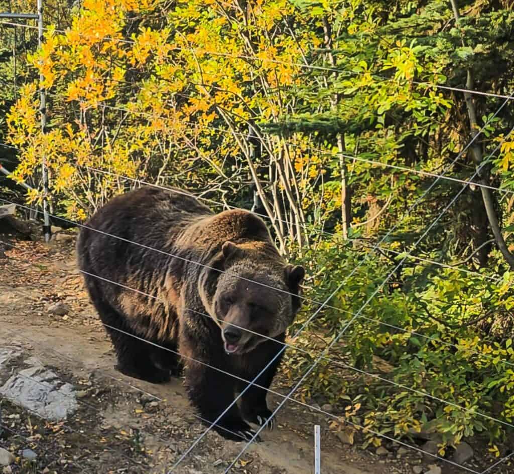 It's fun to see Boo the grizzly bear up close - just look at those claws