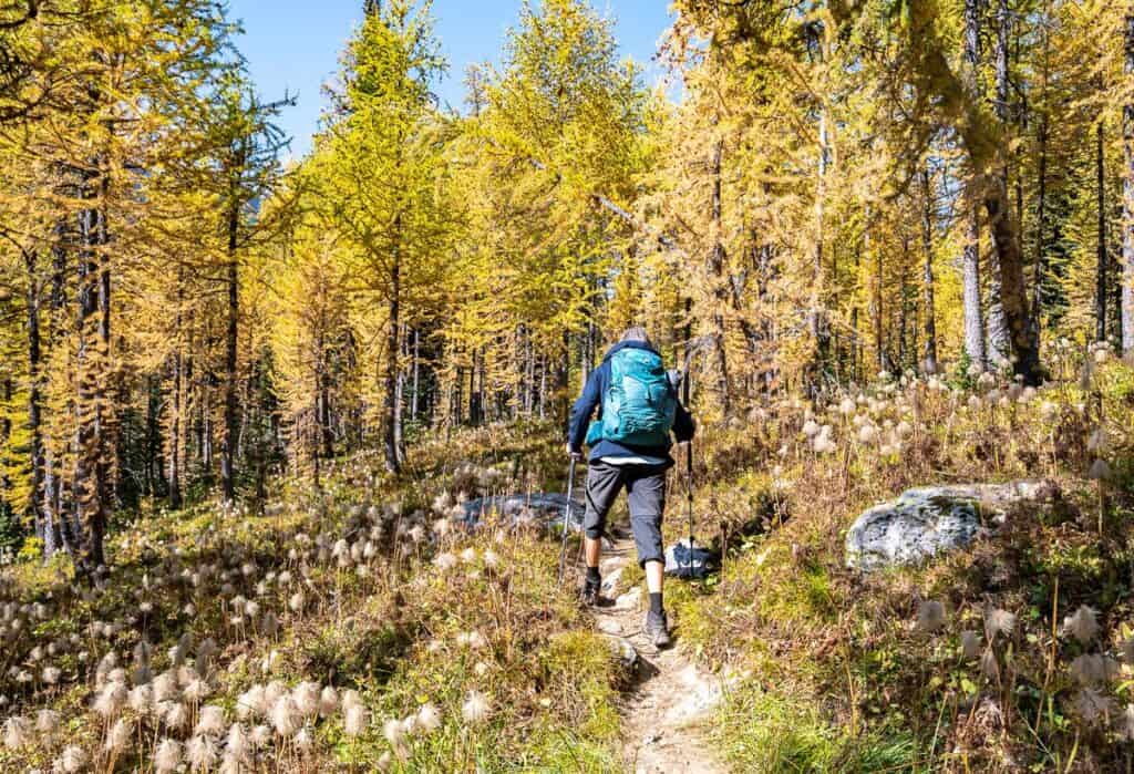 Diana Lake is one of the premier fall hikes near Golden, BC