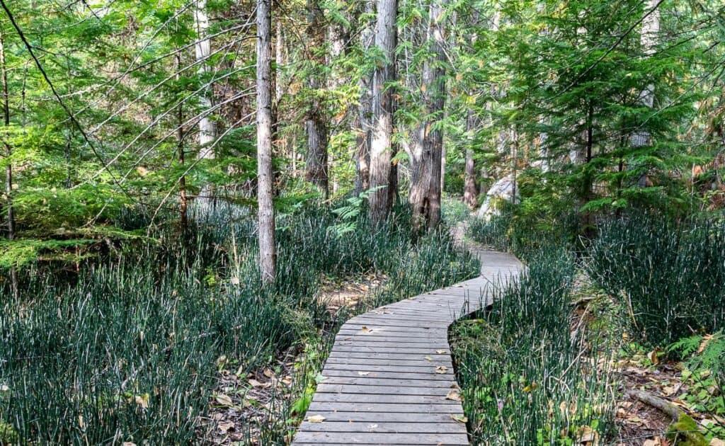 Un petit sentier secondaire serpente à travers les arbres