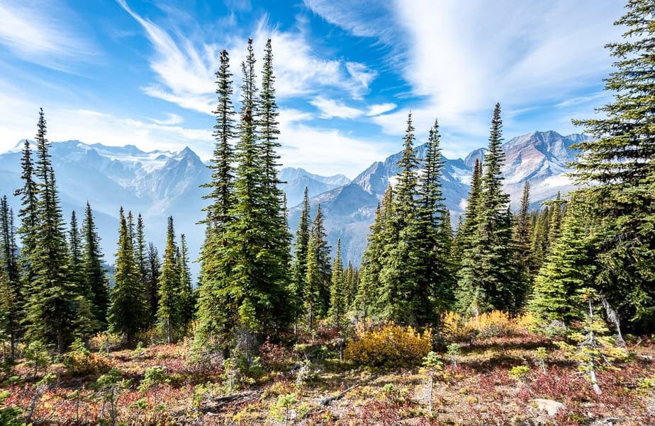 
The understory is a riot of colour - and the views are marvelous early on the hike