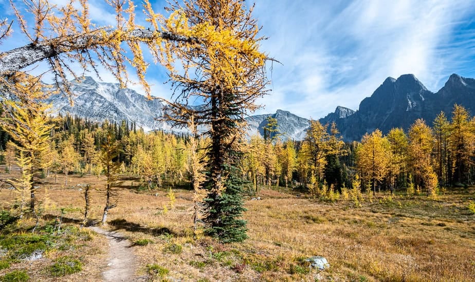 The glory of the Monica Meadows trail in larch season