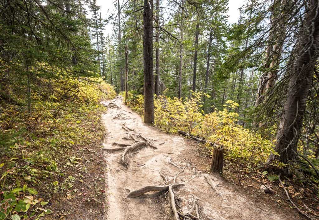 There are a lot of roots at the beginning of height to Lake Sherbruck 